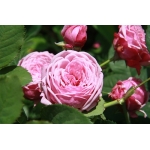 Durance Ancian Rosa (Дюранс Ансьон)